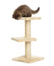 Highland fold kitten on top of a cat tree, looking down Royalty Free Stock Photo