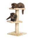 Highland fold kittens playing on a cat tree, isolated Royalty Free Stock Photo