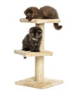 Highland fold kittens playing on a cat tree, isolated Royalty Free Stock Photo