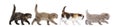 Highland fold kittens walking in line,