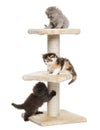 Highland fold or straight kittens playing on a cat tree