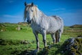 Highland horse at Scotland