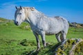 Highland horse at Scotland