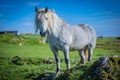 Highland horse at Scotland