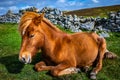 Highland horse at Scotland, Shetland Islands