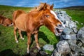Highland horse at Scotland, Shetland Islands