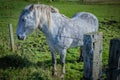 Highland horse at Scotland, Shetland Islands