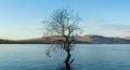 Highland landscape: one tree growing in a Scottish loch.