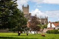 Highland long horn cattle grazing in field with trees with Wells Cathedral in background - in Wells, Somerset, UK Royalty Free Stock Photo