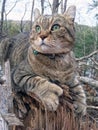 Highland Lynx Cat in the Woods Royalty Free Stock Photo