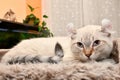 Highland Lynx kitten on cat tree 2 Royalty Free Stock Photo