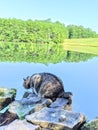 Highland Lynx tabby cat at a lake Royalty Free Stock Photo