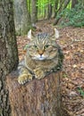 Highland Lynx tabby cat resting in the woods Royalty Free Stock Photo