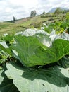 this is a highland mountain cabbage