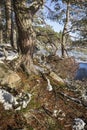 Highland nature in winter at Loch Garten in the Cairngorms National Park of Scotland.