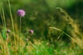 Highland pasture wild flower close up natural photography spring blossom environment space lavender color bud and blurry green and Royalty Free Stock Photo