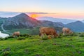 Highland pastures of Covadonga at sunset Royalty Free Stock Photo