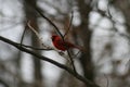 Cardinal Winter in Missouri 2021 VI Royalty Free Stock Photo