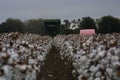 Missouri Cotton 2019 IX Royalty Free Stock Photo