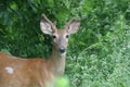 Deer in Forest Park 2019 II