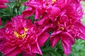 Fuschia Peony 2019