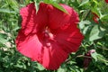 Large Red Petals 2019