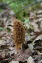 Morel Mushroom 2019 III