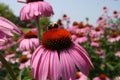 Purple Coneflower 2021 IV