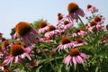 Purple Coneflower 2021 V