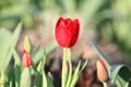 Tulips in Forest Park 2020 III Royalty Free Stock Photo