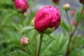 Peony and raindrops 2020 IV Royalty Free Stock Photo