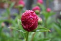 Peony and raindrops 2020 VI Royalty Free Stock Photo