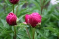 Peony and raindrops 2020 VII Royalty Free Stock Photo