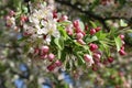 Cherry Blossom near Shaw Park 2020 I