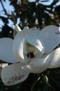 White Magnolia 2020 I Royalty Free Stock Photo