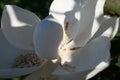 White Magnolia 2020 III Royalty Free Stock Photo