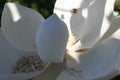 White Magnolia 2020 V Royalty Free Stock Photo