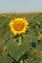 Heartland Farms Sunflowers IV Royalty Free Stock Photo