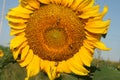 Heartland Farms Sunflowers V Royalty Free Stock Photo