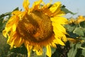 Heartland Farms Sunflowers IX Royalty Free Stock Photo