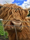 Highland Red Cow