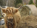 Highland Red Cow Royalty Free Stock Photo