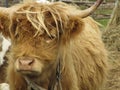 Highland Red Cow Royalty Free Stock Photo