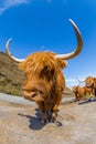 Highland Red Cow Royalty Free Stock Photo