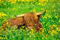 Highland Red Cow Royalty Free Stock Photo