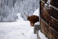 Highland red cow in warth austria Royalty Free Stock Photo