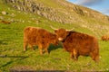 Highland rustic cattle on the grass fields of the village of KirkjubÃÂ¸ur, Streymoy Island, Faroe Islands