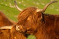 Highland rustic cattle on the grass fields of the village of KirkjubÃÂ¸ur, Streymoy Island, Faroe Islands