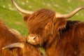 Highland rustic cattle on the grass fields of the village of KirkjubÃÂ¸ur, Streymoy Island, Faroe Islands