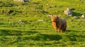 Highland rustic cattle on the grass fields of the village of KirkjubÃÂ¸ur, Streymoy Island, Faroe Islands